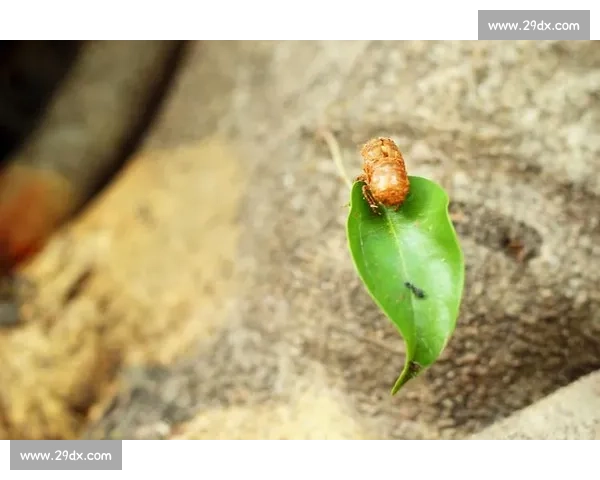 破茧成蝶:在磕碰中淬炼生命的韧性 破茧成蝶:在磕碰中淬炼生命的韧性